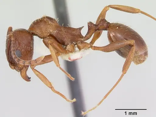Aphaenogaster occidentalis - CASENT0172934