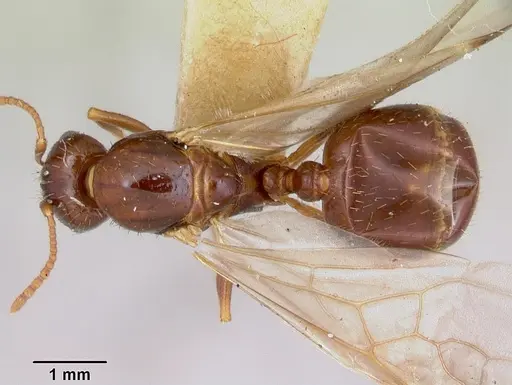 Aphaenogaster occidentalis - CASENT0172935