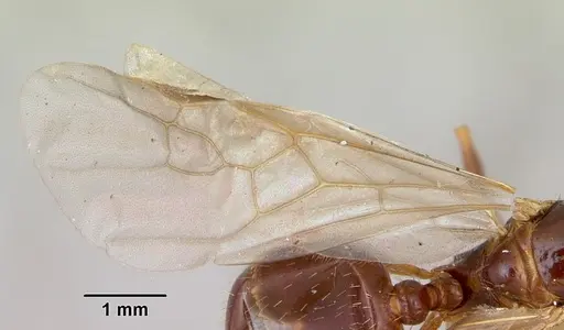 Aphaenogaster occidentalis - CASENT0172935