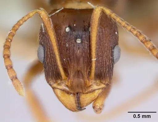 Aphaenogaster occidentalis - CASENT0172935