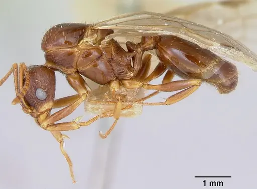 Aphaenogaster occidentalis - CASENT0172935