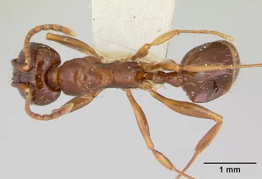 Aphaenogaster occidentalis - CASENT0172936