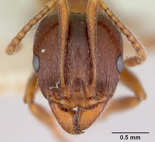 Aphaenogaster occidentalis - CASENT0172936