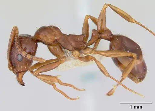 Aphaenogaster occidentalis - CASENT0172936