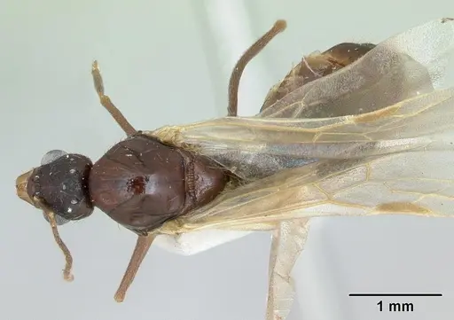 Aphaenogaster occidentalis - CASENT0172937