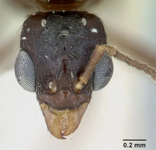 Aphaenogaster occidentalis - CASENT0172937