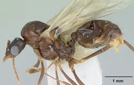 Aphaenogaster occidentalis - CASENT0172937
