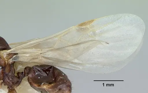 Aphaenogaster occidentalis - CASENT0172937