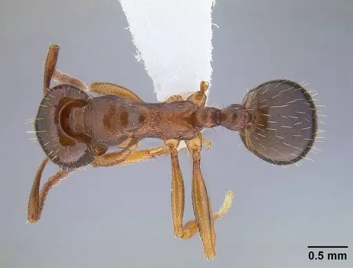 Aphaenogaster occidentalis - CASENT0221916