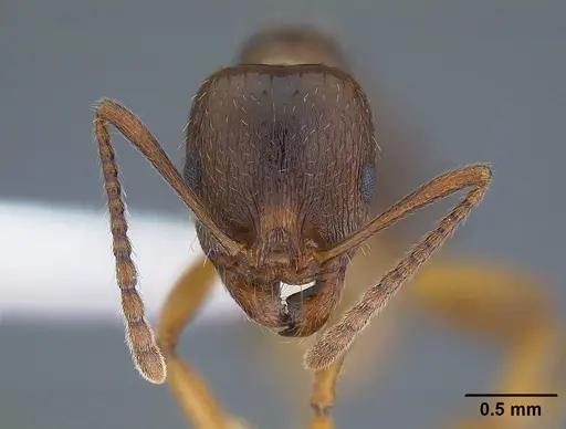 Aphaenogaster occidentalis - CASENT0221916