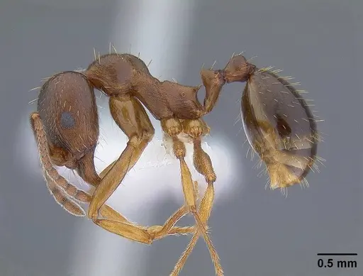 Aphaenogaster occidentalis - CASENT0221916