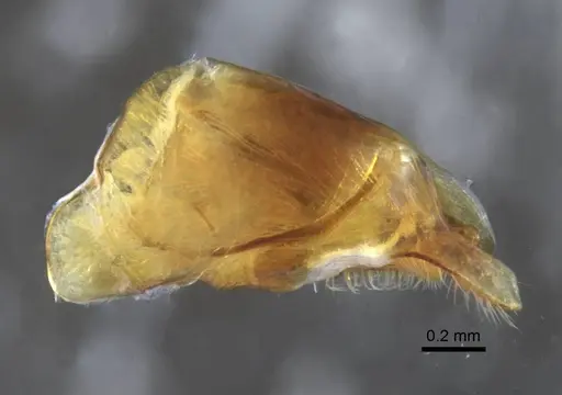 Aphaenogaster occidentalis - CASENT0317422