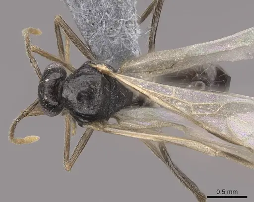 Aphaenogaster occidentalis - CASENT0724997
