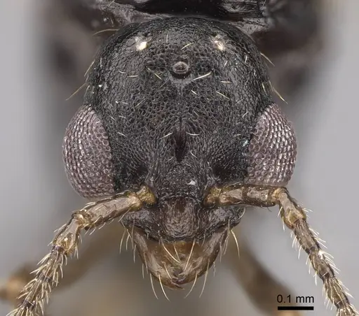 Aphaenogaster occidentalis - CASENT0724997