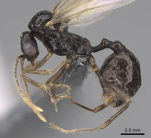 Aphaenogaster occidentalis - CASENT0724997
