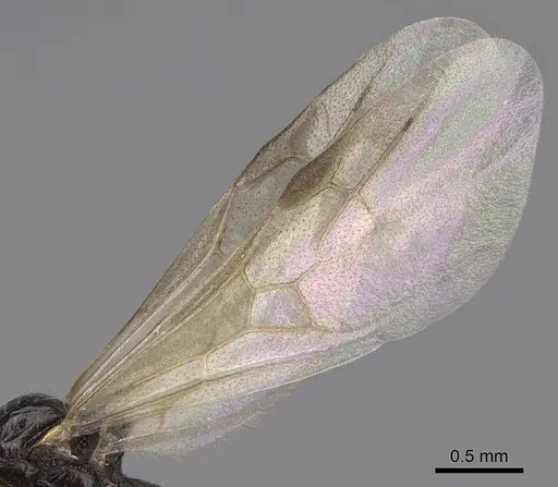 Aphaenogaster occidentalis - CASENT0724997