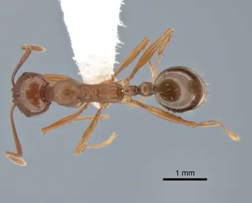 Aphaenogaster occidentalis - CASENT0882258