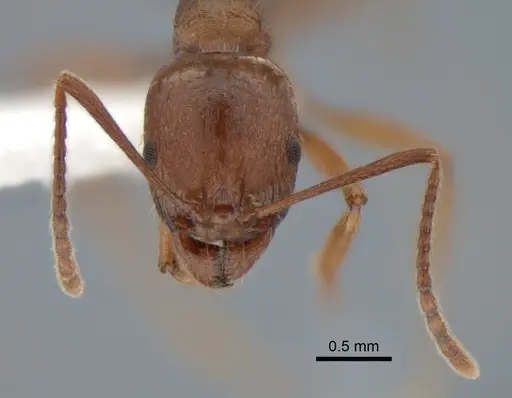 Aphaenogaster occidentalis - CASENT0882258