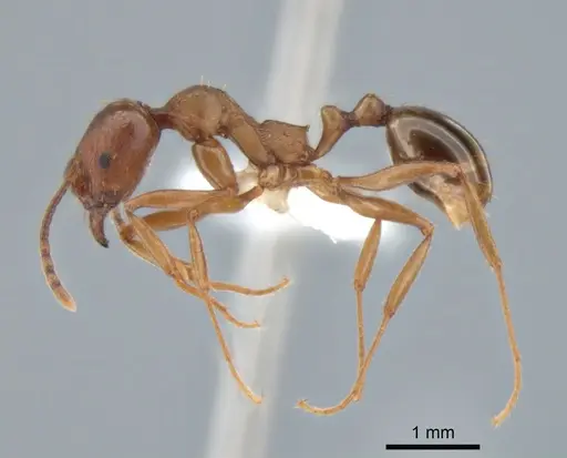 Aphaenogaster occidentalis - CASENT0882258