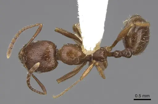 Aphaenogaster occidentalis - CASENT0914473