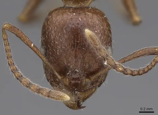 Aphaenogaster occidentalis - CASENT0914473