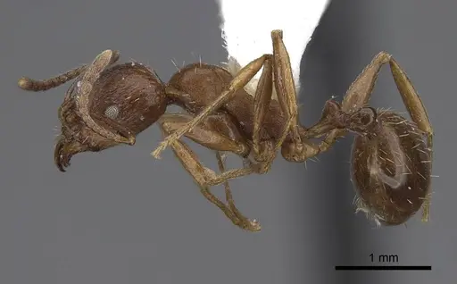 Aphaenogaster occidentalis - CASENT0914473