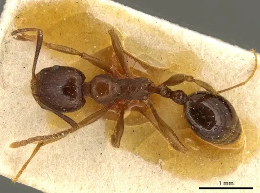 Aphaenogaster occidentalis - CASENT0916078