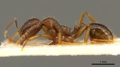 Aphaenogaster occidentalis - CASENT0916078