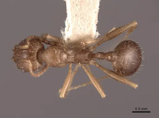 Aphaenogaster occidentalis - FMNHINS0000049768