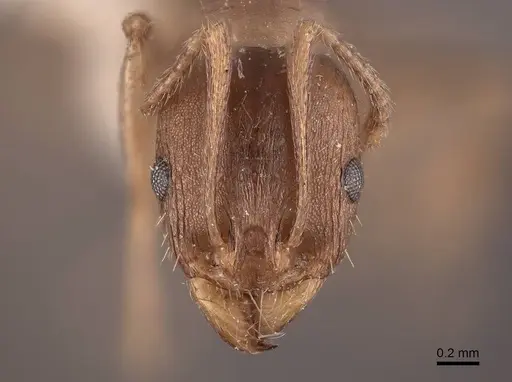 Aphaenogaster occidentalis - FMNHINS0000049768