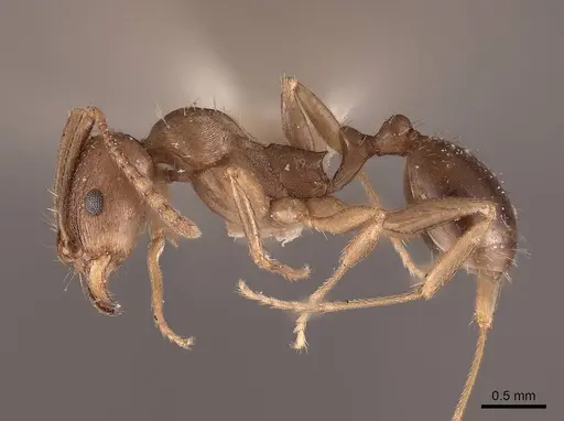 Aphaenogaster occidentalis - FMNHINS0000049768