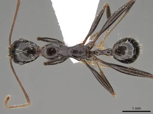 Aphaenogaster olympica specimen