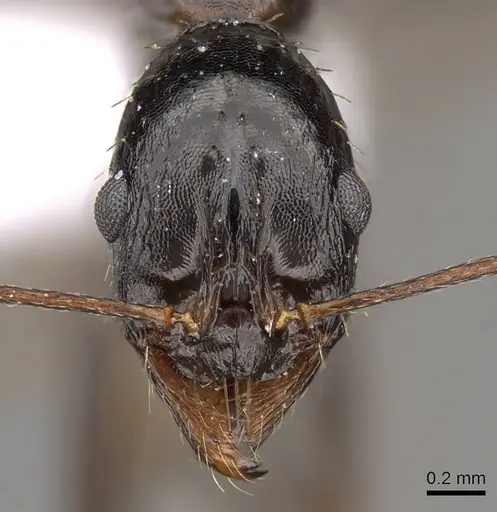 Aphaenogaster olympica specimen