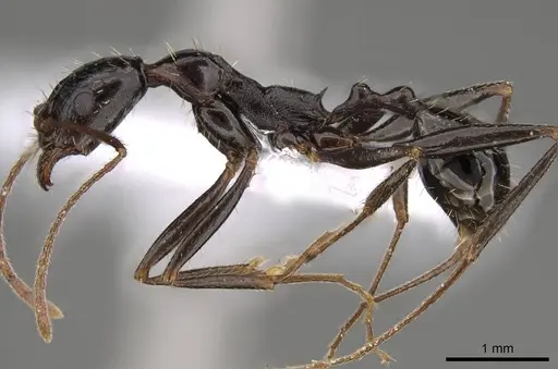 Aphaenogaster olympica specimen