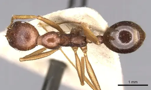 Aphaenogaster ovaticeps specimen