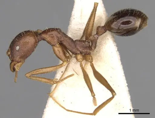 Aphaenogaster ovaticeps specimen
