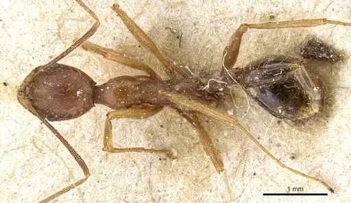 Aphaenogaster ovaticeps - CASENT0904170
