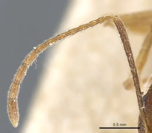 Aphaenogaster ovaticeps - CASENT0904170