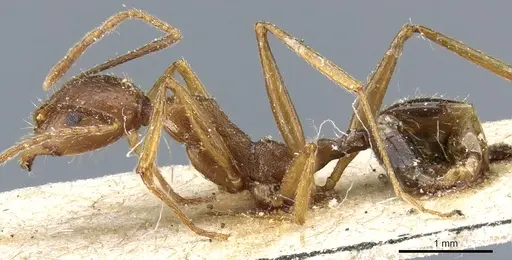 Aphaenogaster ovaticeps - CASENT0904170