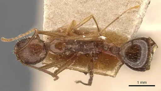 Aphaenogaster ovaticeps - CASENT0907689