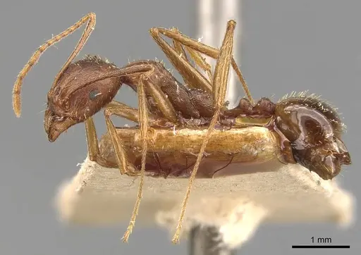 Aphaenogaster ovaticeps - CASENT0907689