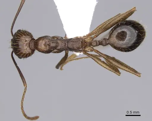 Aphaenogaster ovaticeps - CASENT0914233