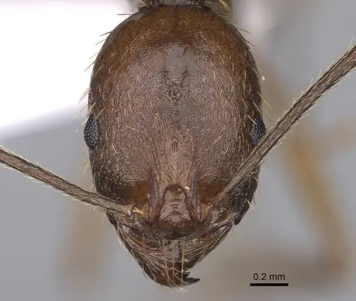 Aphaenogaster ovaticeps - CASENT0914233