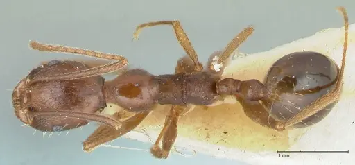 Aphaenogaster ovaticeps - FOCOL1227