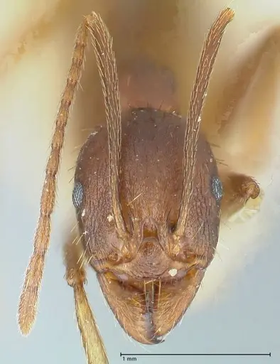 Aphaenogaster ovaticeps - FOCOL1227