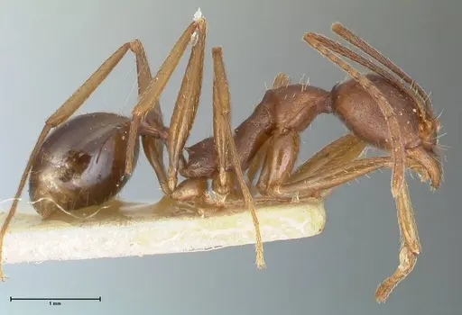 Aphaenogaster ovaticeps - FOCOL1227