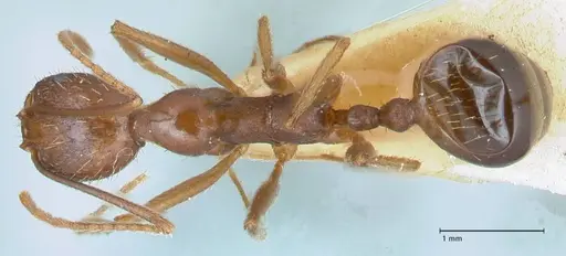 Aphaenogaster ovaticeps - FOCOL1228