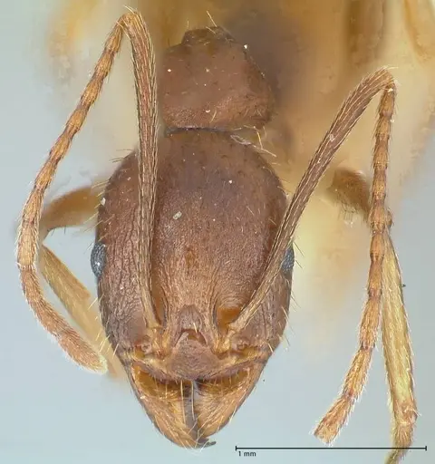 Aphaenogaster ovaticeps - FOCOL1228