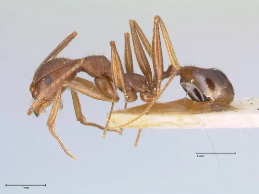 Aphaenogaster ovaticeps - FOCOL1228