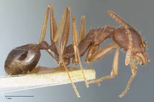 Aphaenogaster ovaticeps - FOCOL1228